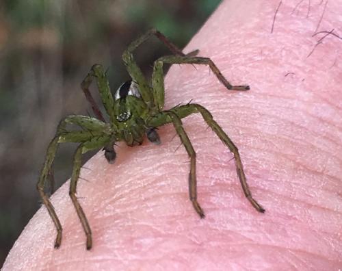 Réf. 203 498 : Micrommata ligurina